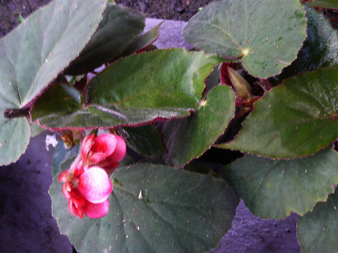 B. ‘Wally’